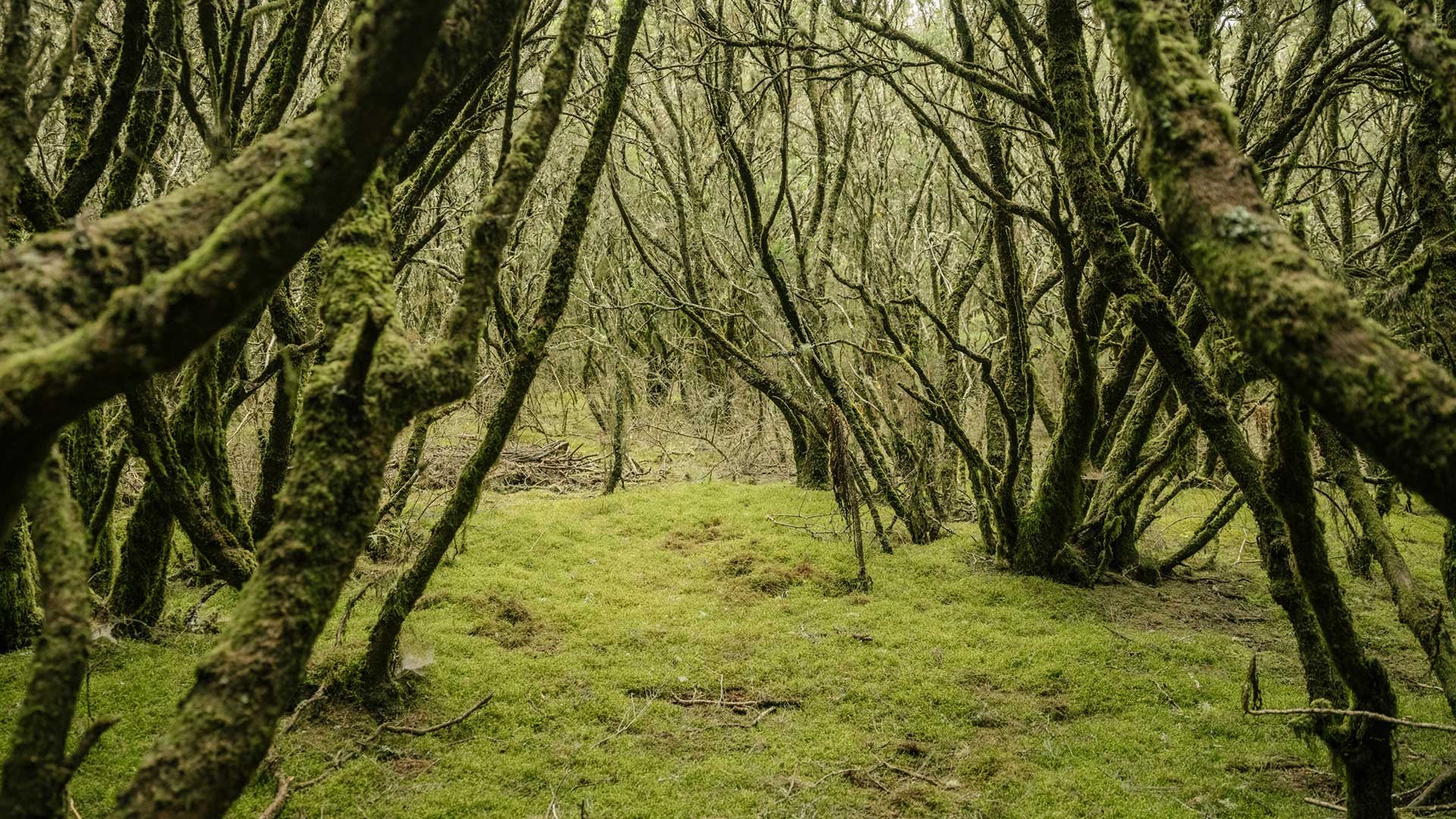 Bosque de laurisilva, Islas Canarias Bosque de laurisilva, Islas Canarias
