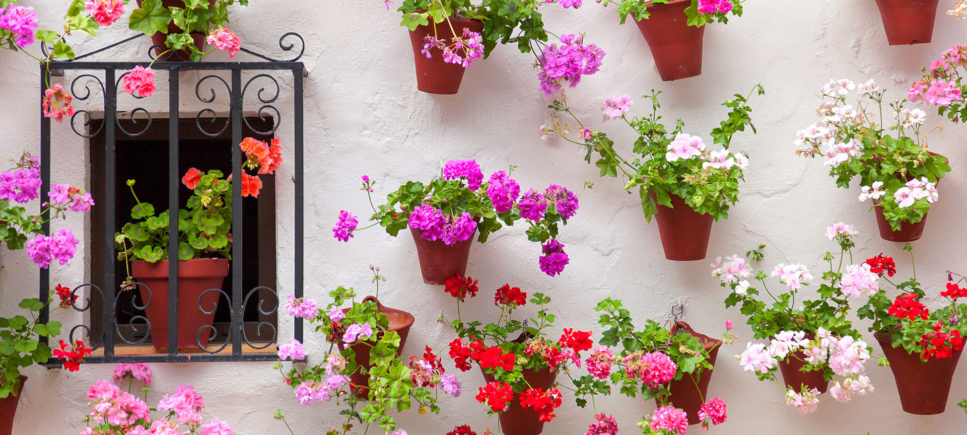 Flores en Córdoba Flores en Córdoba