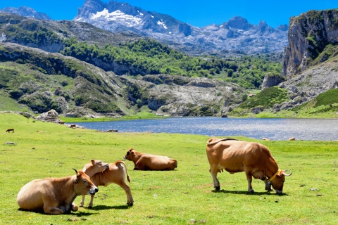 Kühe beim Grasen am Ercina-See in Covadonga
