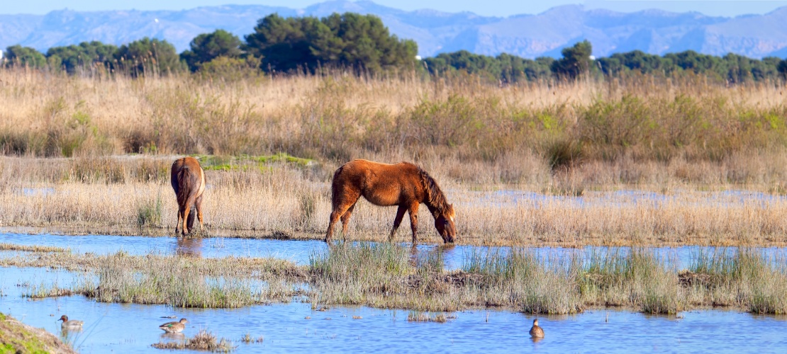 Cavalli al pascolo nel parco naturale dell'Albufera di Maiorca, isole Baleari