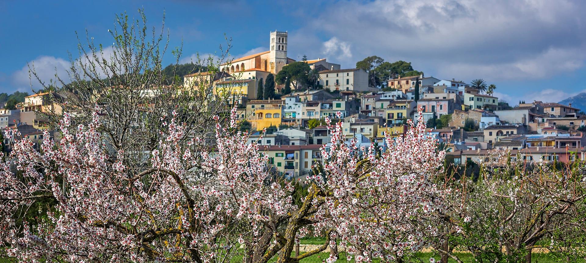 Floración en el pueblo de Selva en Mallorca, Islas Baleares Floración en el pueblo de Selva en Mallorca, Islas Baleares