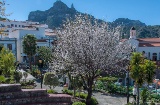 Mandorli in fiore a Tejeda, Gran Canaria