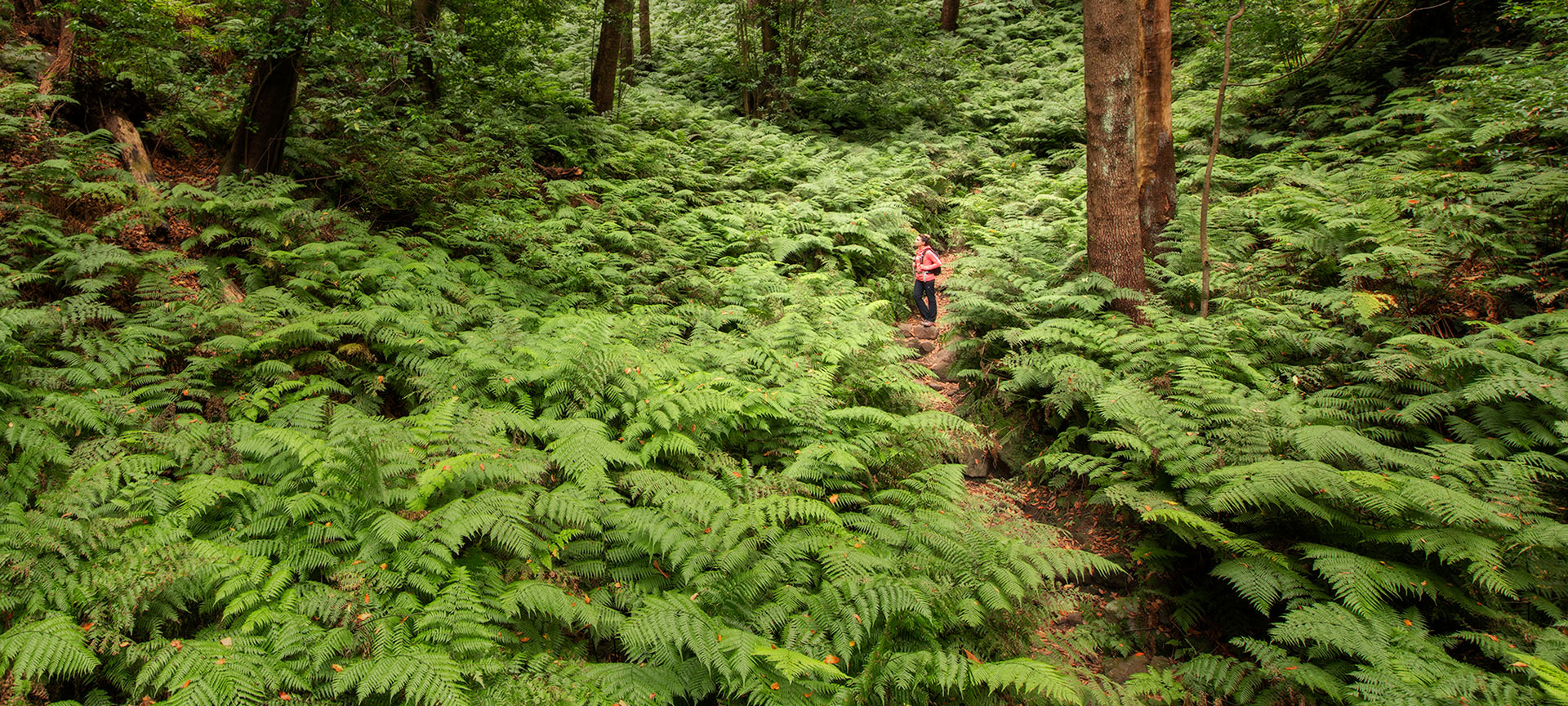 Laurel forest on the Island of La Palma, Canary Islands Laurel forest on the Island of La Palma, Canary Islands