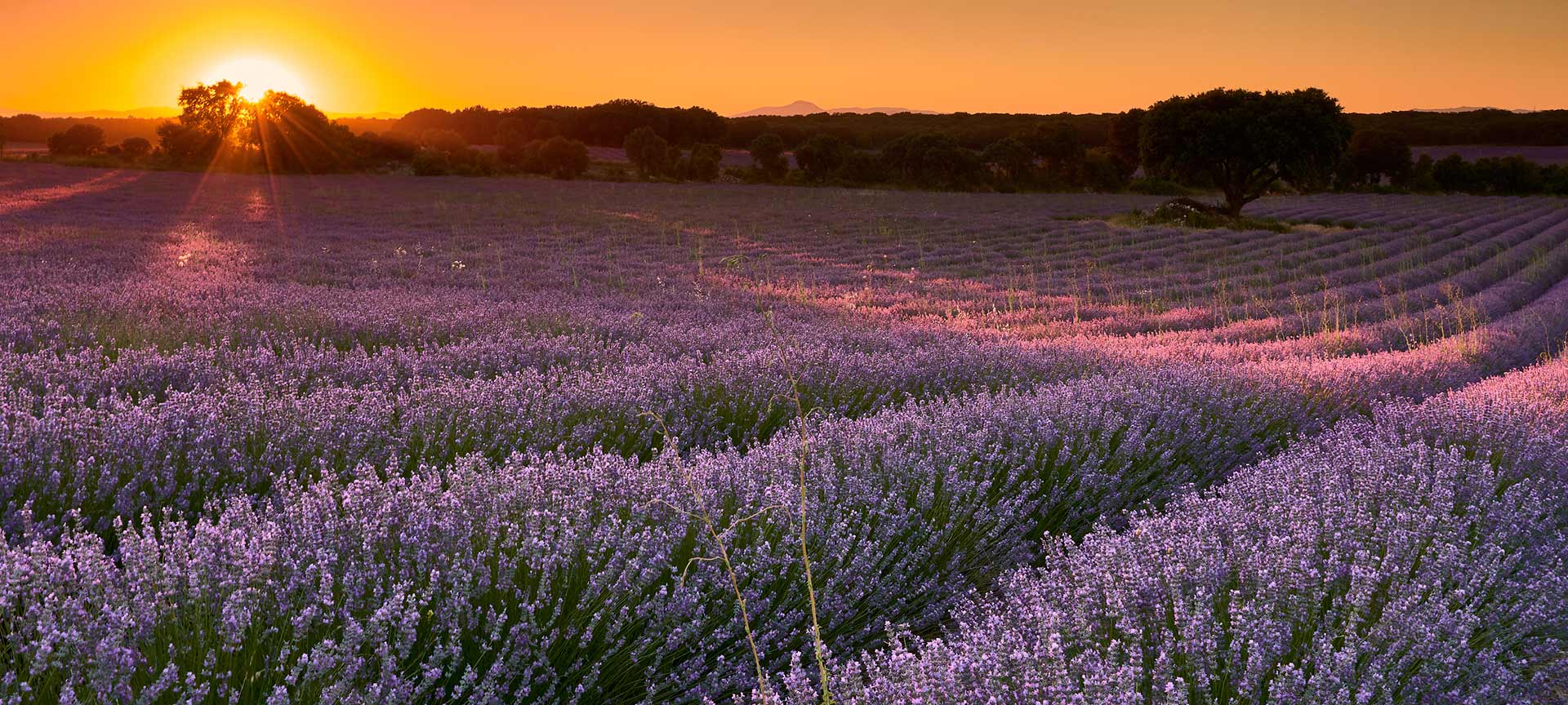 Campos de lavanda en Brihuega. Guadalajara Campos de lavanda en Brihuega. Guadalajara