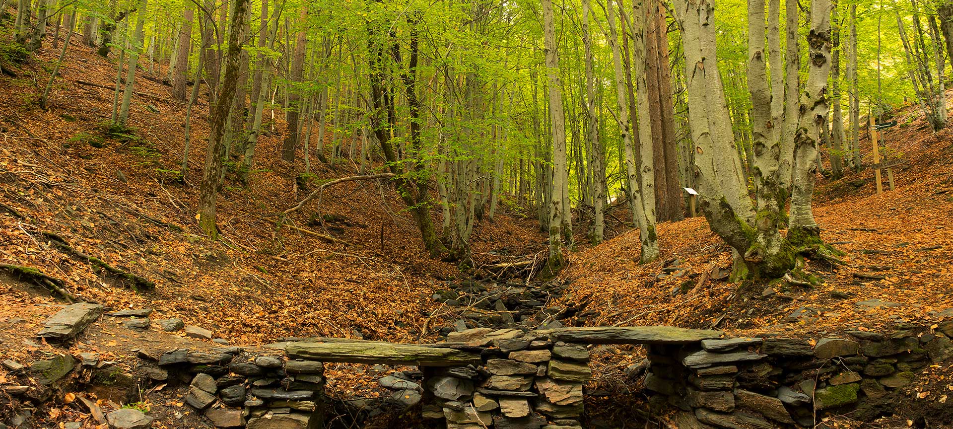 Tejera Negra beech forest in Sierra de Ayllón Tejera Negra beech forest in Sierra de Ayllón