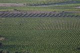 Weingärten in Valdepeñas (Ciudad Real, Kastilien-La Mancha)