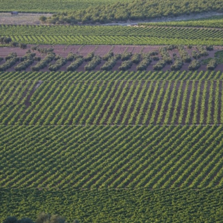 Vigneti di Valdepeñas (Ciudad Real, Castiglia-La Mancia)