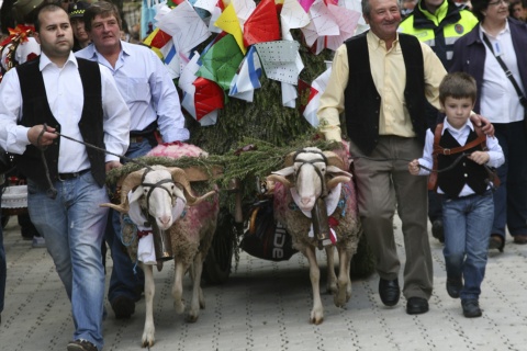 Un carro trainato da due montoni trasporta l'offerta degli abitanti di una frazione durante la festa di Las Mondas, a Talavera de la Reina (Toledo, Castiglia-La Mancia)