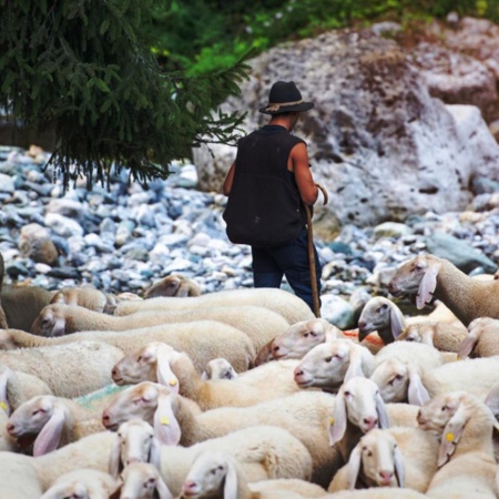 Sheep during transhumance
