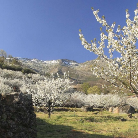 Kirschblüte im Jerte-Tal in Cáceres (Extremadura)
