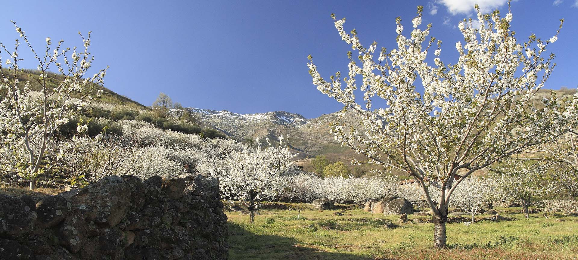 Cerezos en flor en el Valle del Jerte, en Cáceres (Extremadura) Cerezos en flor en el Valle del Jerte, en Cáceres (Extremadura)