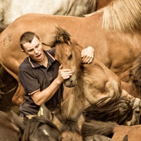Un <i>aloitador</i> sostiene un cavallo selvaggio nella tradizionale festa della "Rapa das Bestas" di Sabucedo