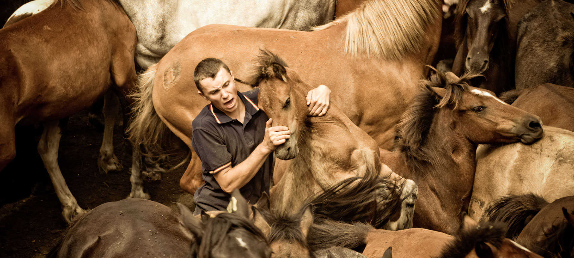 A man, "aloitador", holds a wild horse in the traditional mane-shaving "Rapa das Bestas" celebration of Sabucedo A man, "aloitador", holds a wild horse in the traditional mane-shaving "Rapa das Bestas" celebration of Sabucedo