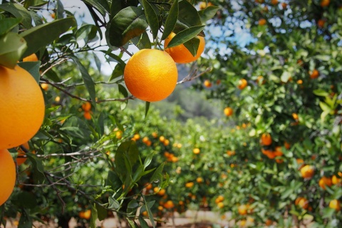 Un verger d'orangers à Valence