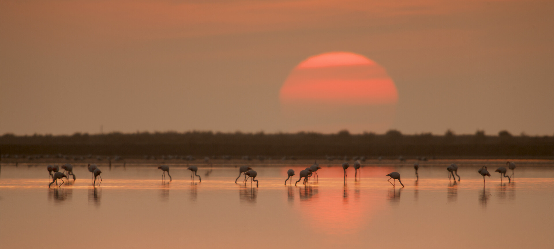 Flamencos en el delta del Ebro Flamencos en el delta del Ebro