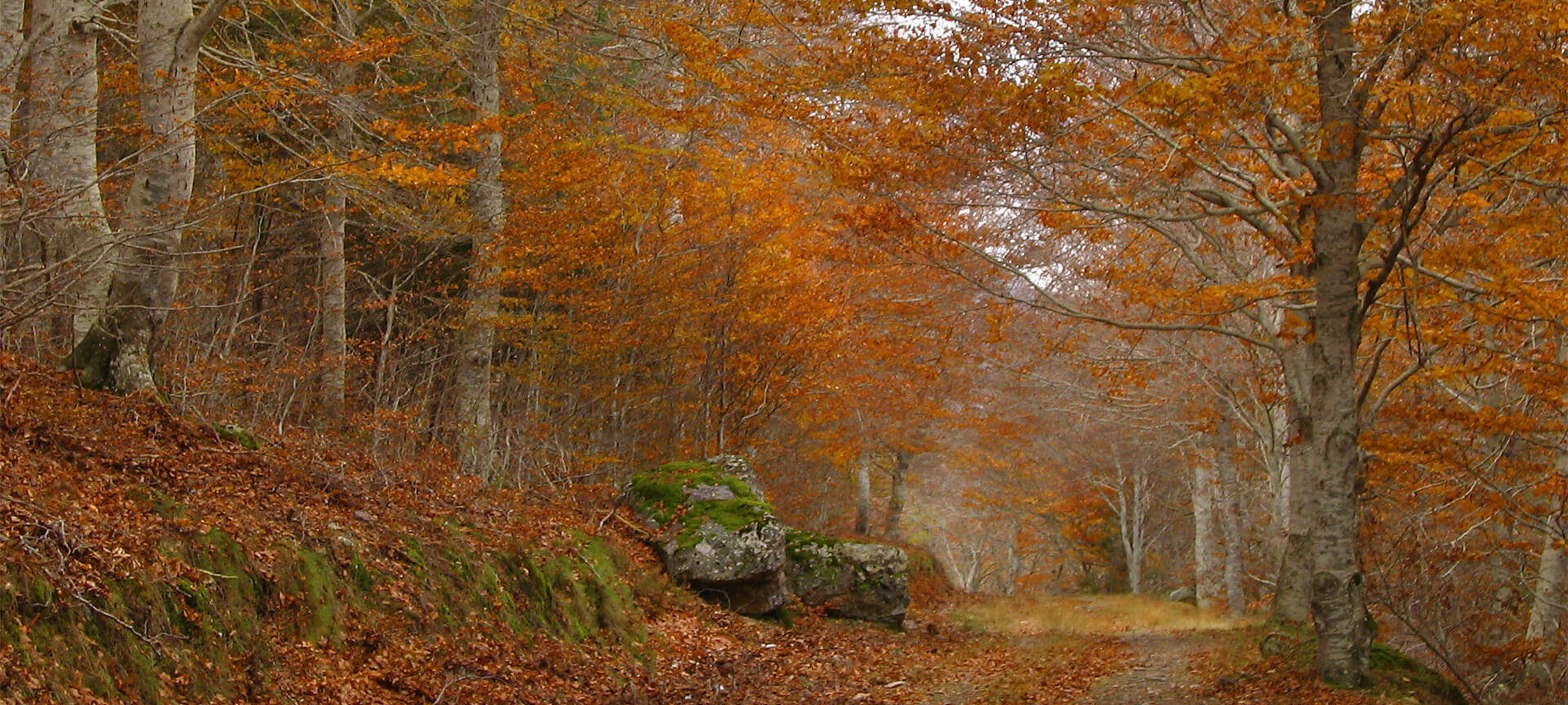 Hayedo de Peña Roya, parque natural Moncayo Hayedo de Peña Roya, parque natural Moncayo