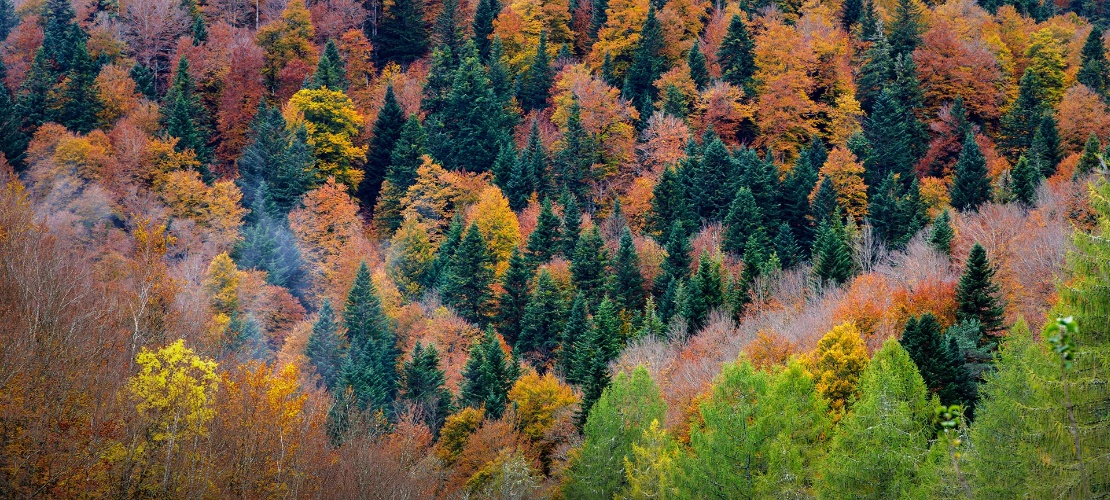 Selva de Irati, Navarra Selva de Irati, Navarra