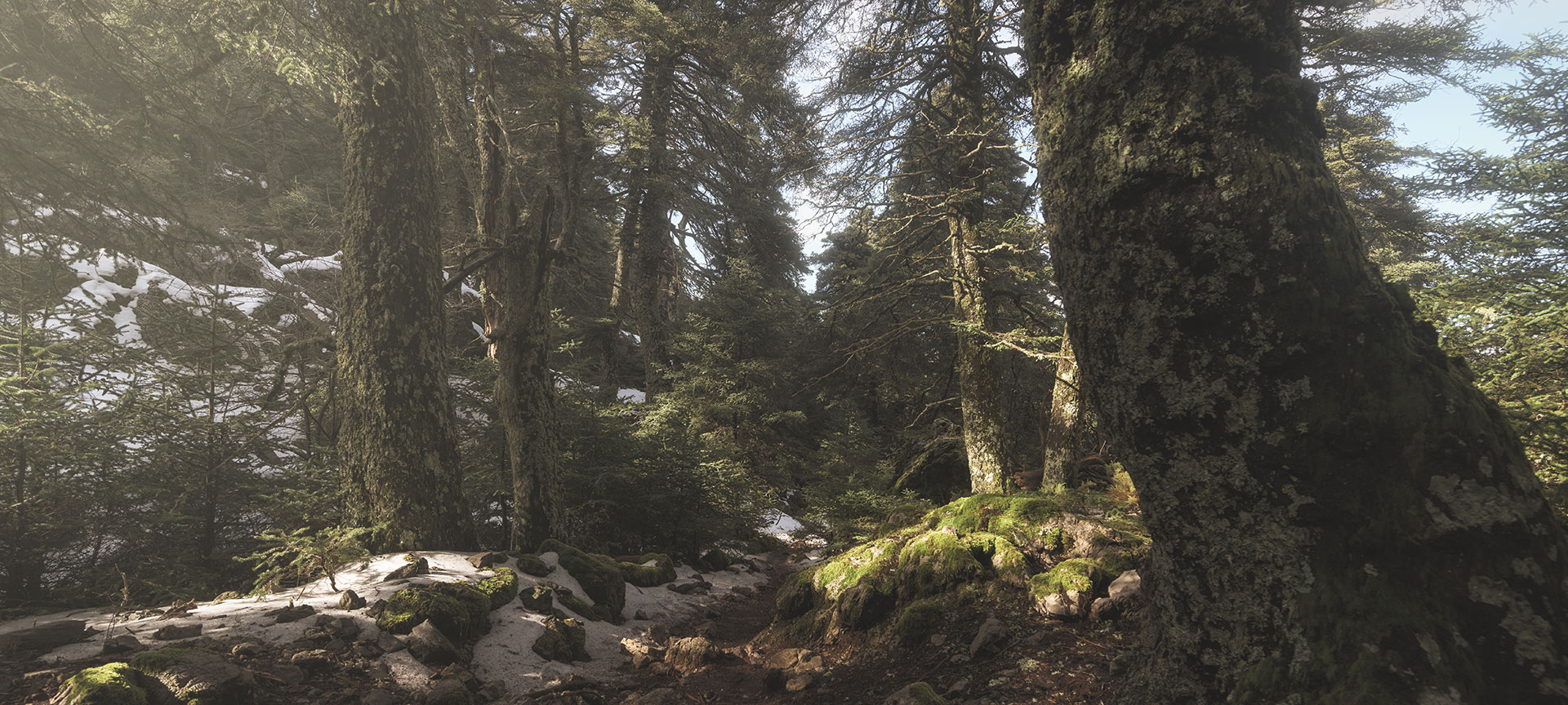 Bosque de Pinsapo en el Parque Nacional Sierra de las Nieves, Málaga Bosque de Pinsapo en el Parque Nacional Sierra de las Nieves, Málaga