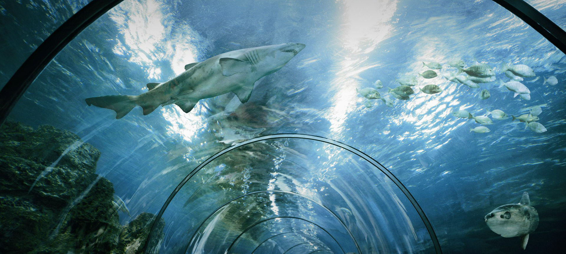 バルセロナ水族館 バルセロナ水族館
