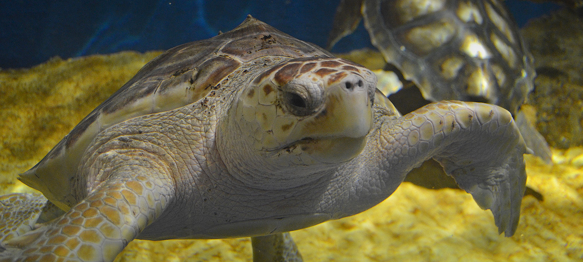 Acquario di Siviglia Acquario di Siviglia