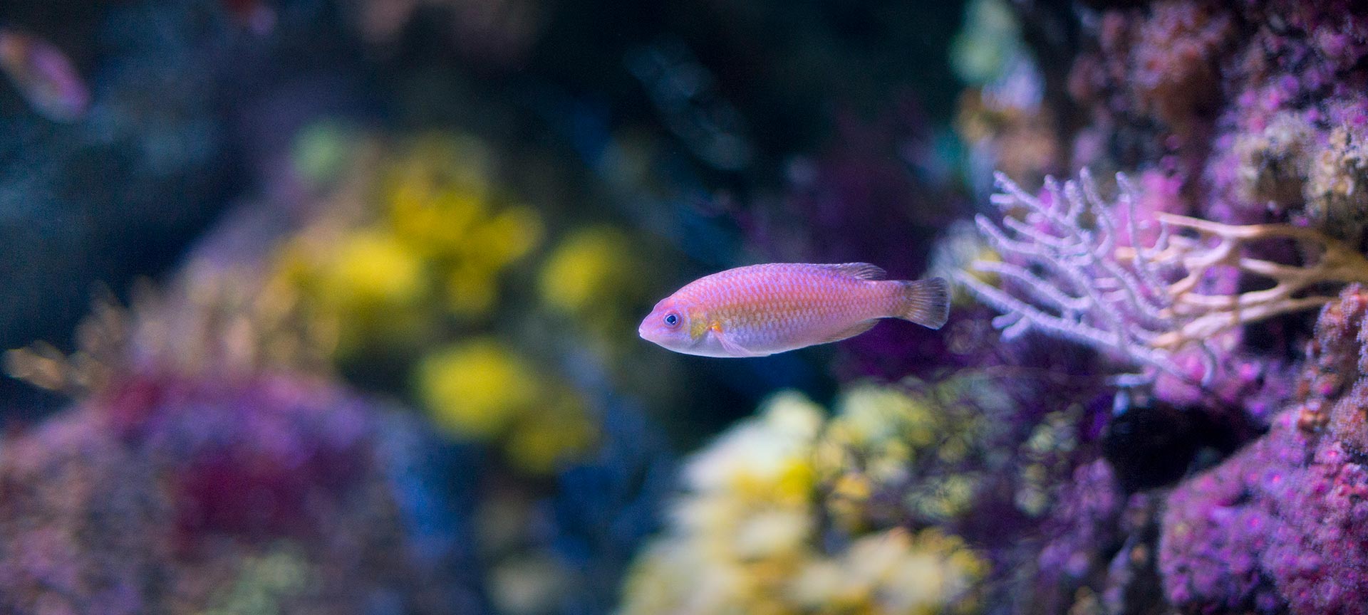 ヒホン水族館の魚 ヒホン水族館の魚