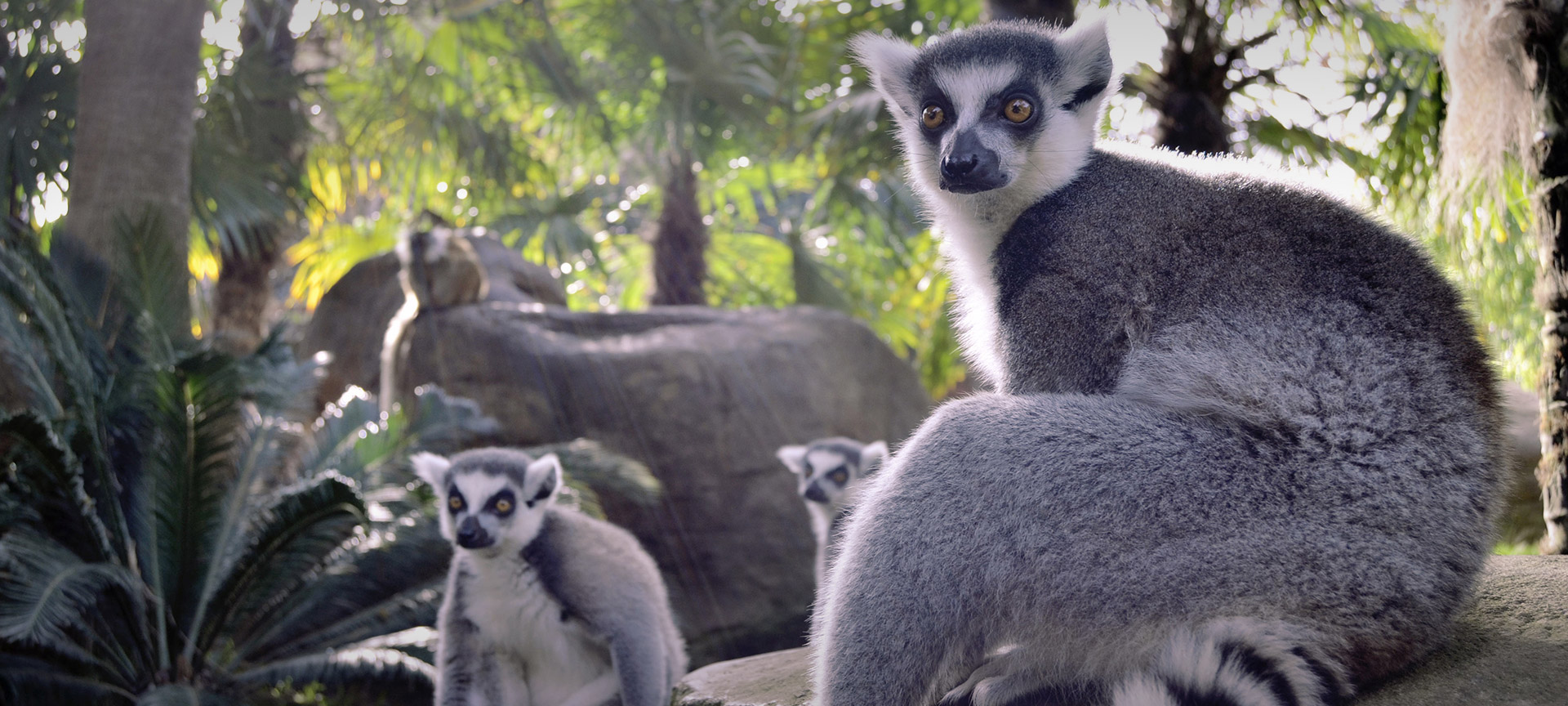Bioparc Fuengirola Bioparc Fuengirola