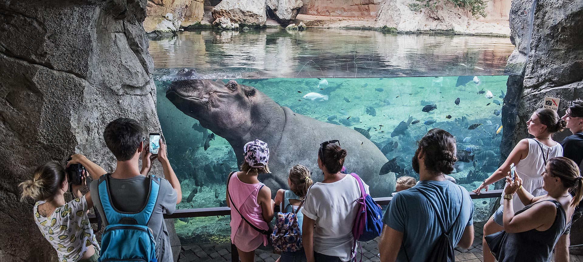 Hipopótamos en la cueva de Kitum. Bioparc Valencia Hipopótamos en la cueva de Kitum. Bioparc Valencia