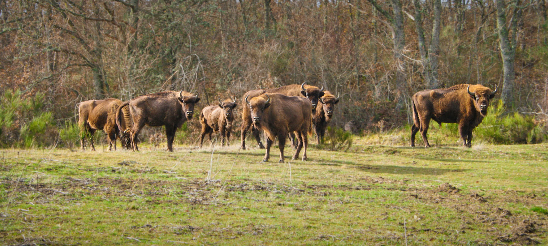 Bison Bonasus. Riserva e centro di interpretazione del bisonte europeo Bison Bonasus. Riserva e centro di interpretazione del bisonte europeo