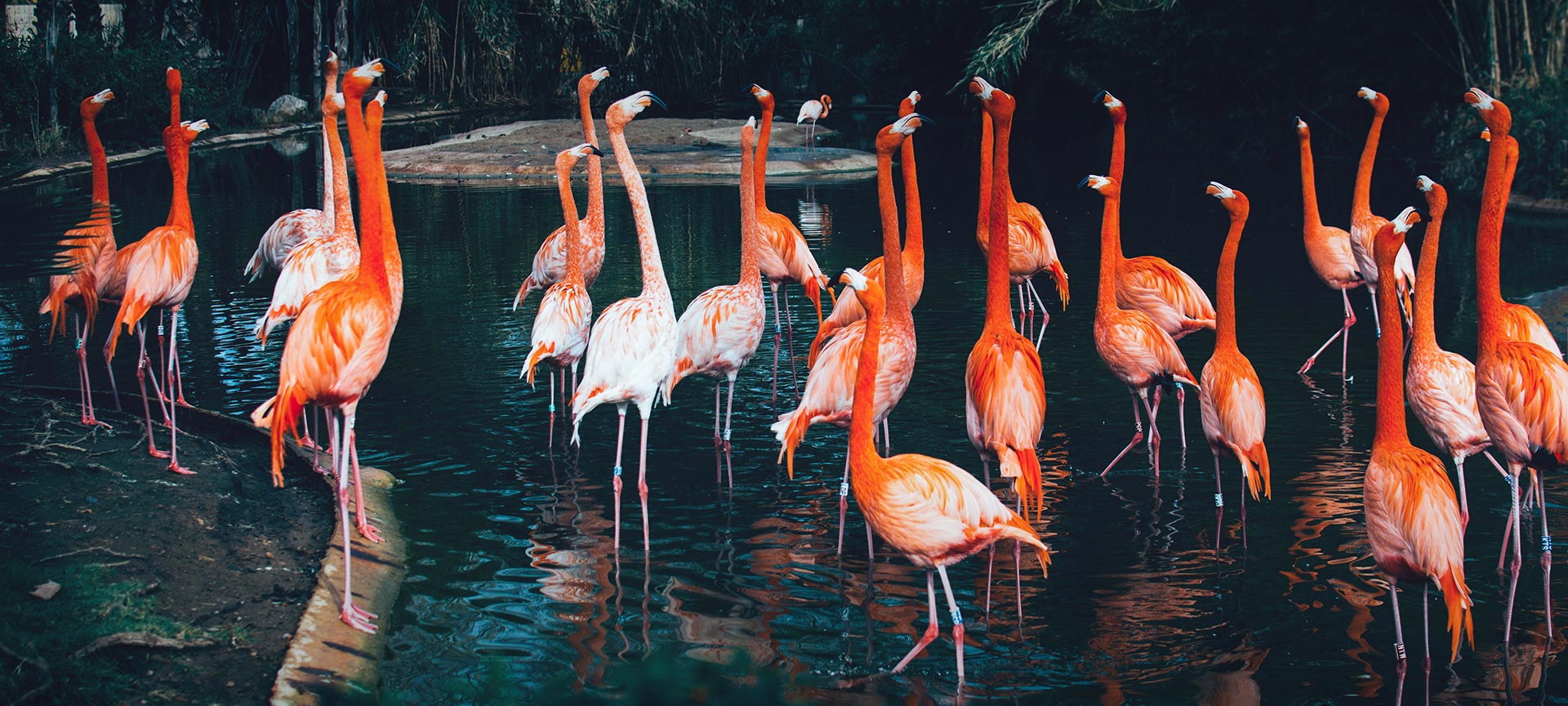 バルセロナ動物園 バルセロナ動物園