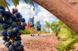 Gruppo di pellegrini durante il Cammino di Santiago all'altezza di La Rioja