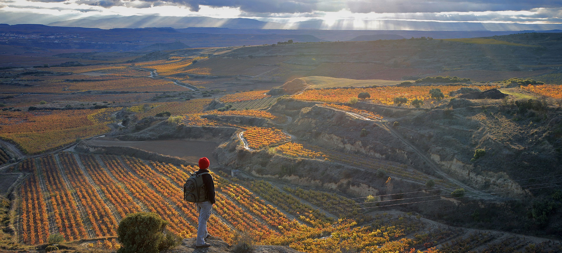 Un senderista contempla los viñedos de San Vicente de la Sonsierra. La Rioja Un senderista contempla los viñedos de San Vicente de la Sonsierra. La Rioja