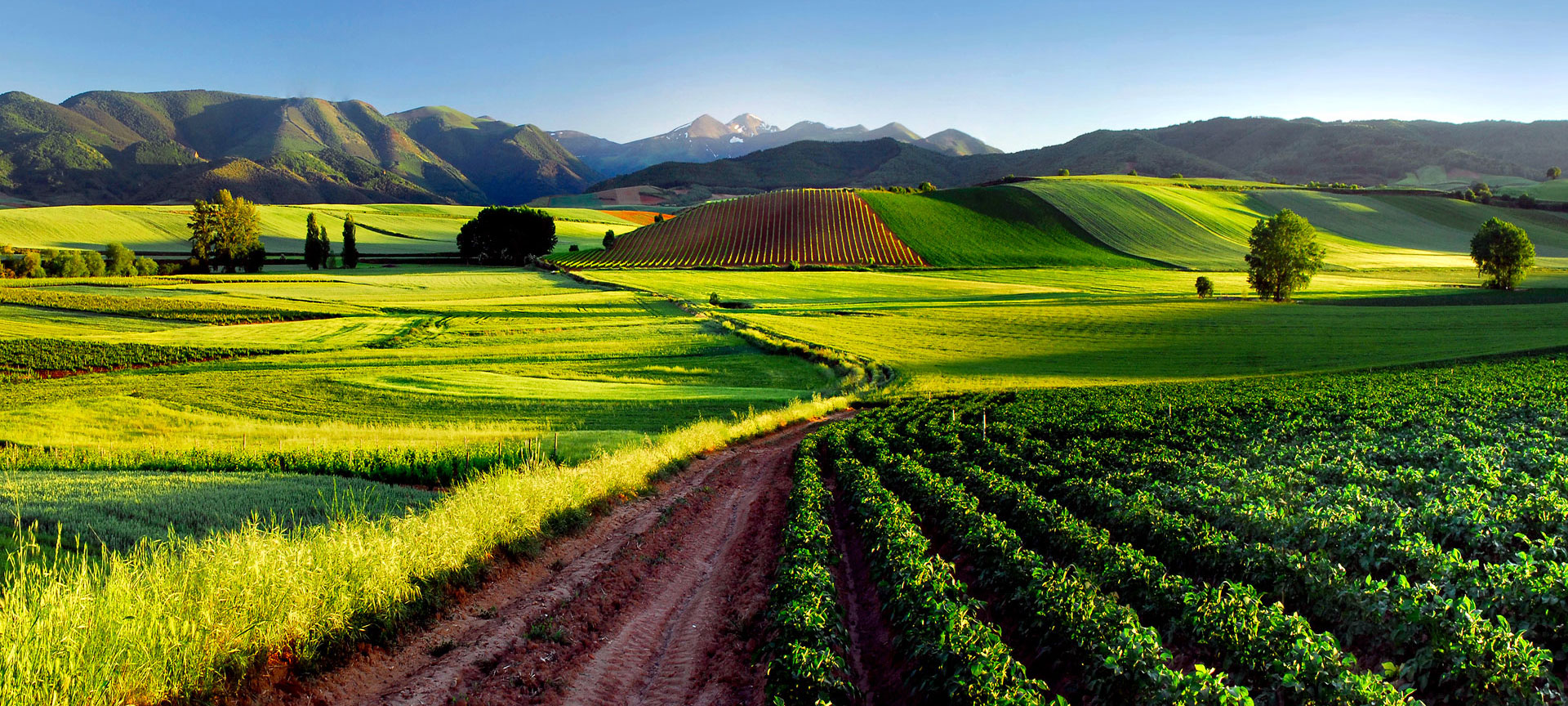 Viñedos, La Rioja Viñedos, La Rioja