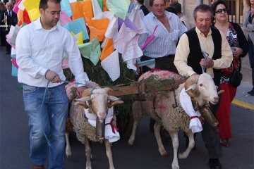 Un carro trainato da due montoni trasporta l'offerta degli abitanti di una frazione durante la festa di Las Mondas, a Talavera de la Reina (Toledo, Castiglia-La Mancia)