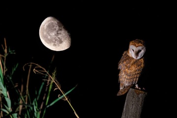 Lechuza común en la noche