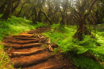 Sendero con troncos que atraviesa el parque