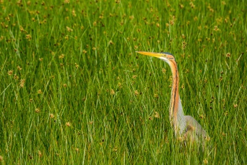 Garza imperial