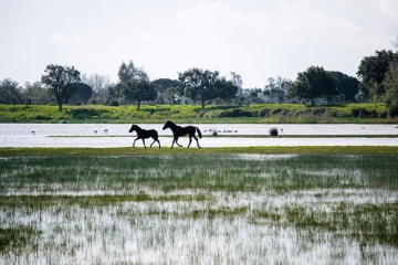 Caballos trotando en la ribera de las marismas