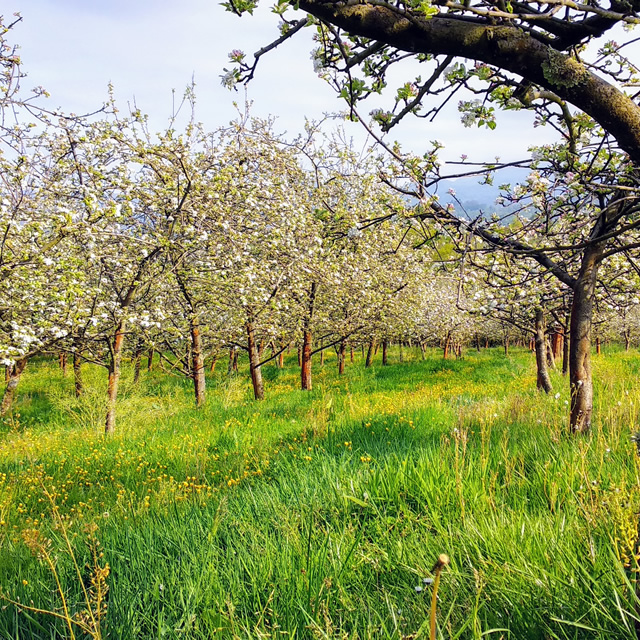 Apple orchard in Nava, Asturias