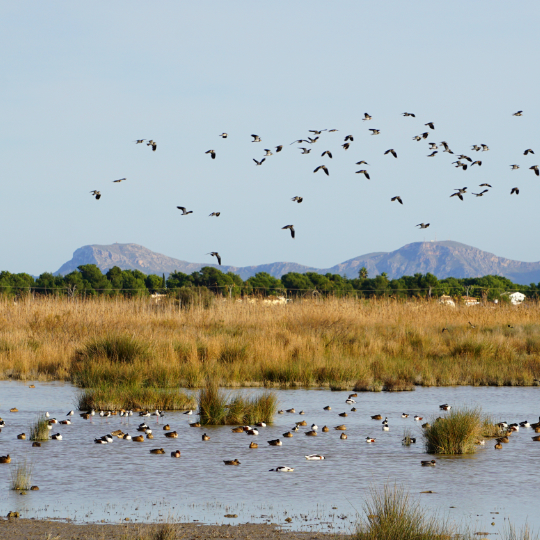 Uccelli nel parco naturale dell'Albufera di Maiorca, isole Baleari Uccelli nel parco naturale dell'Albufera di Maiorca, isole Baleari