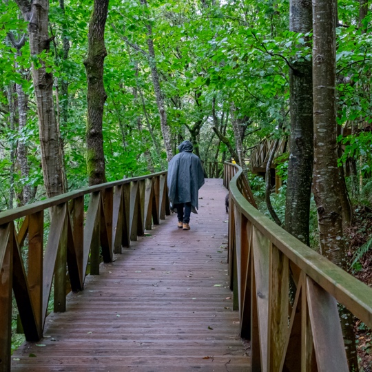 Escursionista che attraversa una passerella di legno nel Bosco Cabezón, Cantabria