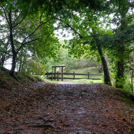 Tipico paesaggio variegato del Bosco Cabezón, Cantabria