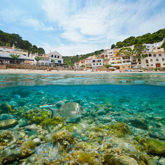 View from the water of the great diversity of species that can be seen while snorkeling in Cala Sa Tuna in Begur, Gerona