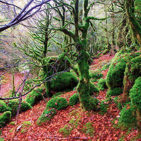 Selva de Irati de Navarra Selva de Irati de Navarra