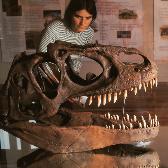 Dinosaurios en Enciso, La Rioja Dinosaurios en Enciso, La Rioja
