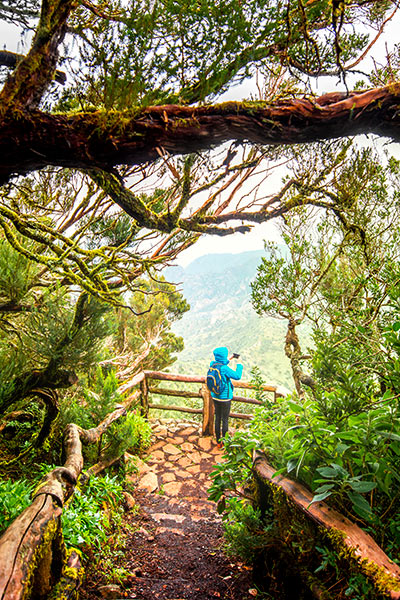 Parque Nacional de Garajonay, La Gomera