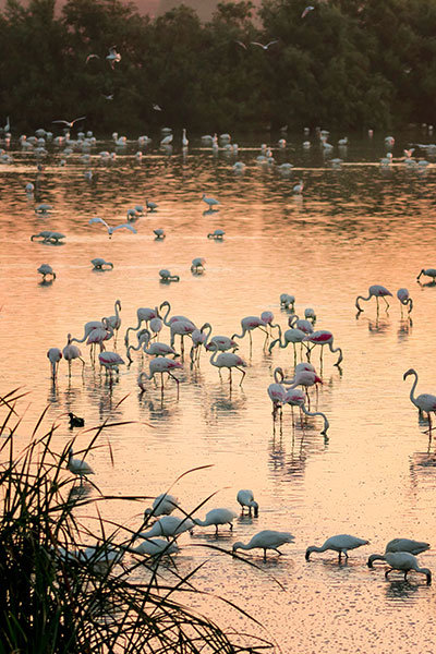 Marismas en el Parque Nacional de Doñana Marismas en el Parque Nacional de Doñana
