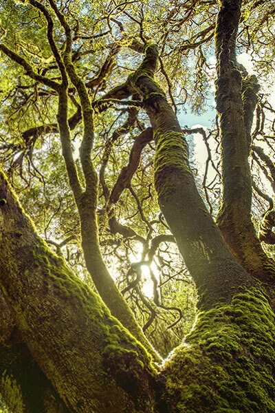 Paque Nacional de Garajonay, La Gomera Paque Nacional de Garajonay, La Gomera