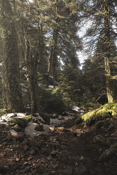Bosque de Pinsapo en el Parque Nacional Sierra de las Nieves, Málaga Bosque de Pinsapo en el Parque Nacional Sierra de las Nieves, Málaga