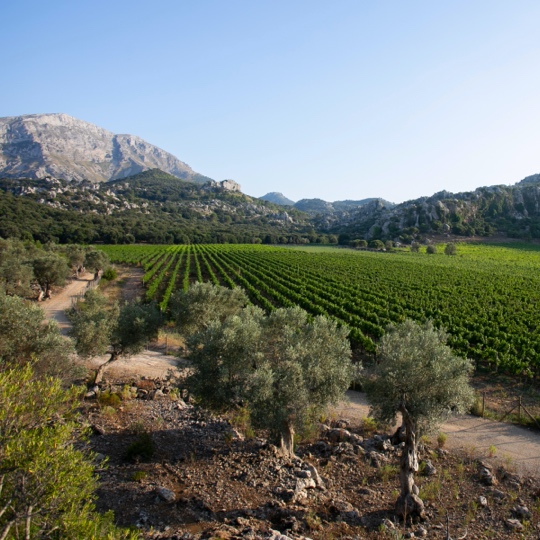 Blick auf Weinberge im Norden der Insel Mallorca Blick auf Weinberge im Norden der Insel Mallorca