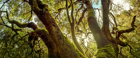 Parque Nacional de Garajonay, La Gomera